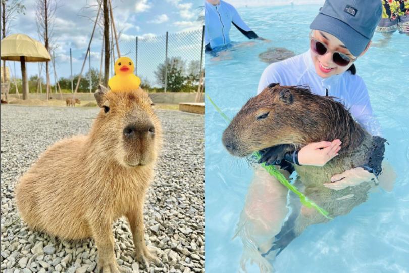 打卡胜地再 +1!来垦丁体验与水豚共游超酷行程,还有必去的最美公路 内容图1 女神网-大潮社TV实时追踪属于女人新资讯的综合网站! 打卡胜地再 +1!来垦丁体验与水豚共游超酷行程,还有必去的最美公路 乐生活 图1张