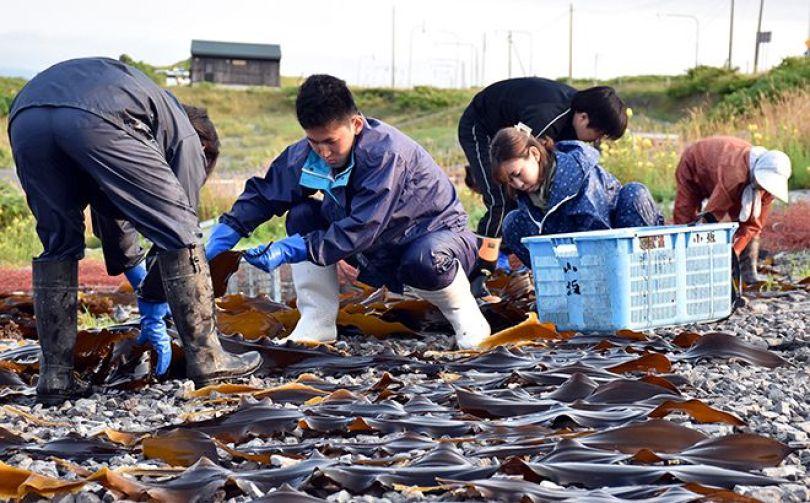 大自然的宝藏|3 个顶级原料的故事,利尻昆布竟带动全岛总动员! 内容图2 女神网-大潮社TV实时追踪属于女人新资讯的综合网站! 大自然的宝藏|3 个顶级原料的故事,利尻昆布竟带动全岛总动员! 乐生活 图2张