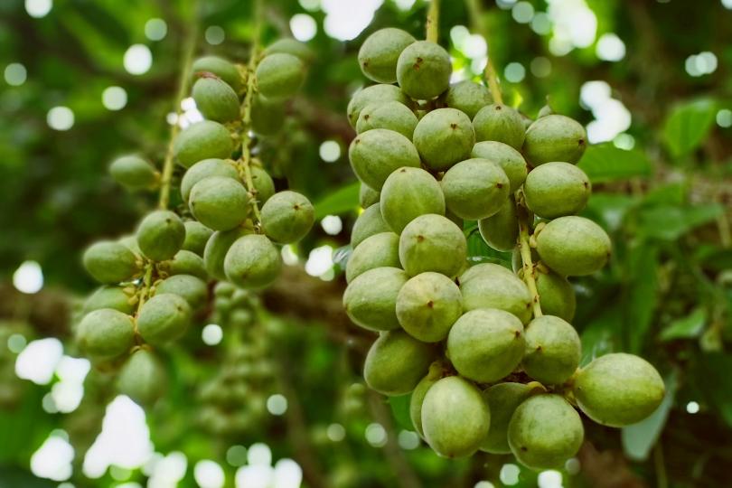 大自然的宝藏|3 个顶级原料的故事,利尻昆布竟带动全岛总动员! 内容图5 女神网-大潮社TV实时追踪属于女人新资讯的综合网站! 大自然的宝藏|3 个顶级原料的故事,利尻昆布竟带动全岛总动员! 乐生活 图5张