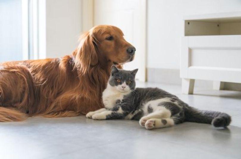 6 个宠物宅装修要点分享:从地板、家具到空间布局,打造安心宠物宅 内容图3 女神网-大潮社TV实时追踪属于女人新资讯的综合网站! 6 个宠物宅装修要点分享:从地板、家具到空间布局,打造安心宠物宅 乐生活 图3张