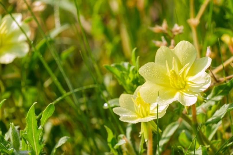 还在吃中药调身体吗?挥别妇科问题,应该要知道的 5 种天然保养成分 | 女神网 内容图3 女神网-大潮社TV实时追踪属于女人新资讯的综合网站! 还在吃中药调身体吗?挥别妇科问题,应该要知道的 5 种天然保养成分 | 女神网 乐生活 图3张