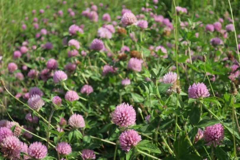 还在吃中药调身体吗?挥别妇科问题,应该要知道的 5 种天然保养成分 | 女神网 内容图4 女神网-大潮社TV实时追踪属于女人新资讯的综合网站! 还在吃中药调身体吗?挥别妇科问题,应该要知道的 5 种天然保养成分 | 女神网 乐生活 图4张