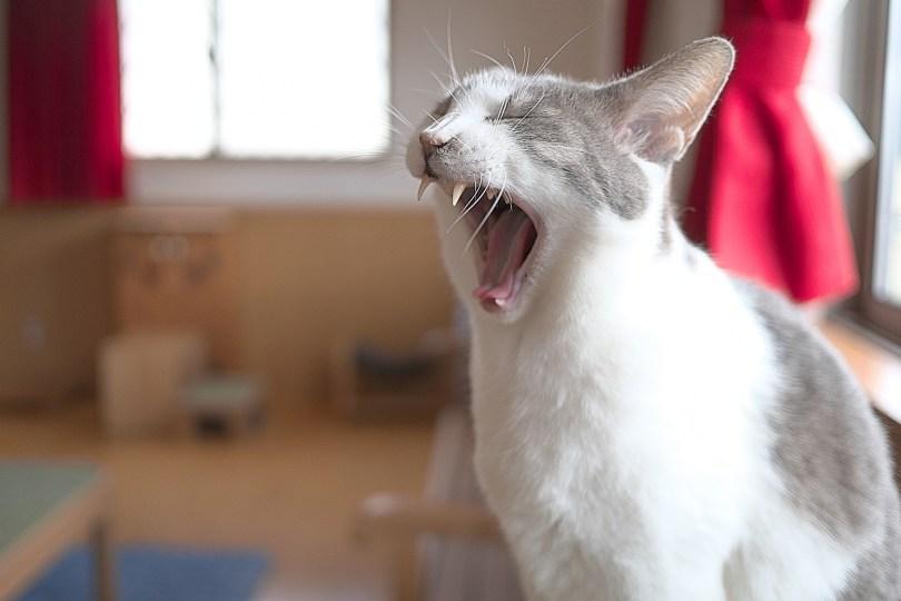 狗猫臭臭怎么办?兽医师鹰果传授“毛孩除臭”秘诀,跟臭味说掰掰! | 女神网 内容图2 女神网-大潮社TV实时追踪属于女人新资讯的综合网站! 狗猫臭臭怎么办?兽医师鹰果传授“毛孩除臭”秘诀,跟臭味说掰掰! | 女神网 乐生活 图2张