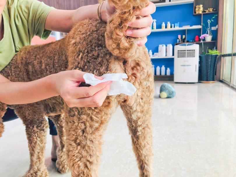 狗猫臭臭怎么办?兽医师鹰果传授“毛孩除臭”秘诀,跟臭味说掰掰! | 女神网 内容图4 女神网-大潮社TV实时追踪属于女人新资讯的综合网站! 狗猫臭臭怎么办?兽医师鹰果传授“毛孩除臭”秘诀,跟臭味说掰掰! | 女神网 乐生活 图4张