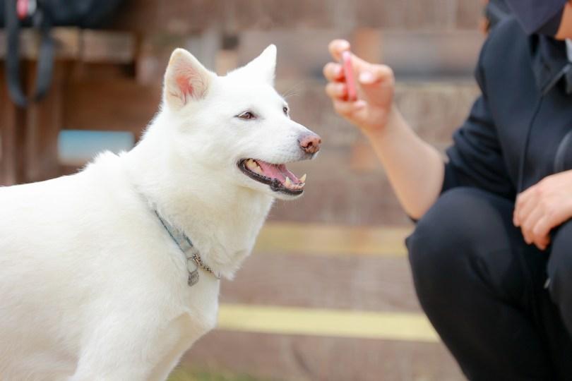 狗猫臭臭怎么办?兽医师鹰果传授“毛孩除臭”秘诀,跟臭味说掰掰! | 女神网 内容图3 女神网-大潮社TV实时追踪属于女人新资讯的综合网站! 狗猫臭臭怎么办?兽医师鹰果传授“毛孩除臭”秘诀,跟臭味说掰掰! | 女神网 乐生活 图3张