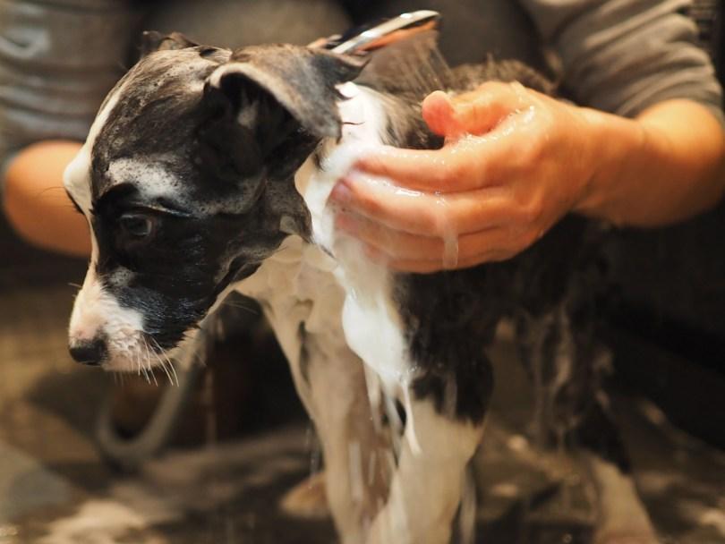 狗猫臭臭怎么办?兽医师鹰果传授“毛孩除臭”秘诀,跟臭味说掰掰! | 女神网 内容图6 女神网-大潮社TV实时追踪属于女人新资讯的综合网站! 狗猫臭臭怎么办?兽医师鹰果传授“毛孩除臭”秘诀,跟臭味说掰掰! | 女神网 乐生活 图6张