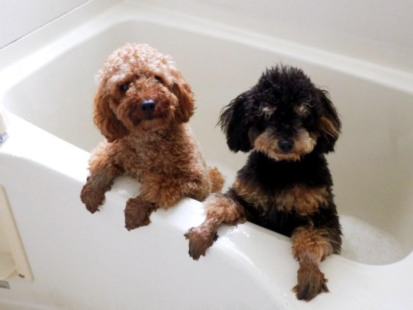 狗猫臭臭怎么办?兽医师鹰果传授“毛孩除臭”秘诀,跟臭味说掰掰! | 女神网 内容图5 女神网-大潮社TV实时追踪属于女人新资讯的综合网站! 狗猫臭臭怎么办?兽医师鹰果传授“毛孩除臭”秘诀,跟臭味说掰掰! | 女神网 乐生活 图5张