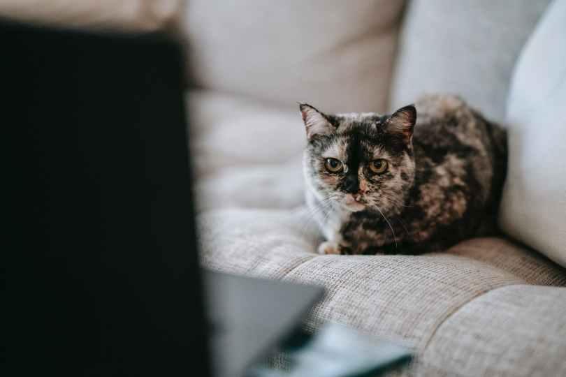 猫奴该知道的 9 个 Q&A!了解爱猫习性,呼噜叫只代表开心吗? | 女神网 内容图3 女神网-大潮社TV实时追踪属于女人新资讯的综合网站! 猫奴该知道的 9 个 Q&A!了解爱猫习性,呼噜叫只代表开心吗? | 女神网 乐生活 图3张