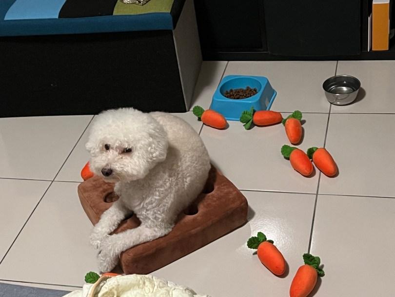 编辑私藏毛孩庆生计划|生日派对这样办!有吃有玩,开心同乐祝寿! 内容图3 女神网-大潮社TV实时追踪属于女人新资讯的综合网站! 编辑私藏毛孩庆生计划|生日派对这样办!有吃有玩,开心同乐祝寿! 乐生活 图3张