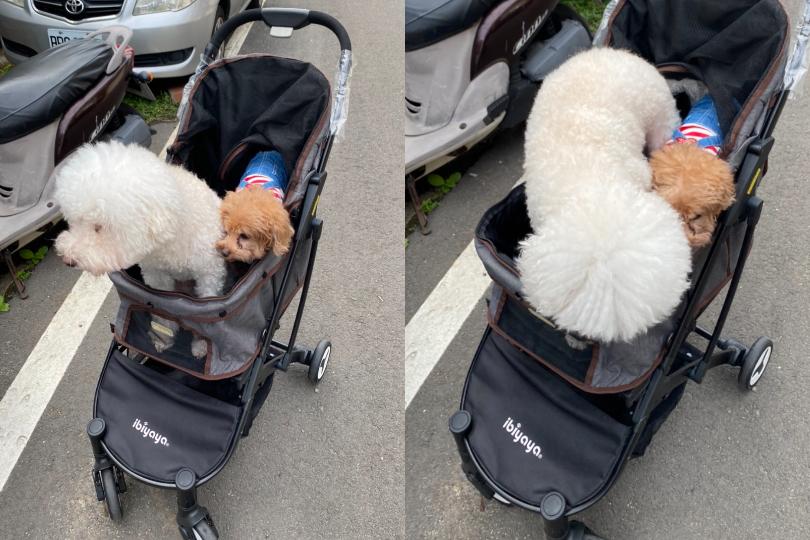 编辑私藏毛孩庆生计划|生日派对这样办!有吃有玩,开心同乐祝寿! 内容图5 女神网-大潮社TV实时追踪属于女人新资讯的综合网站! 编辑私藏毛孩庆生计划|生日派对这样办!有吃有玩,开心同乐祝寿! 乐生活 图5张