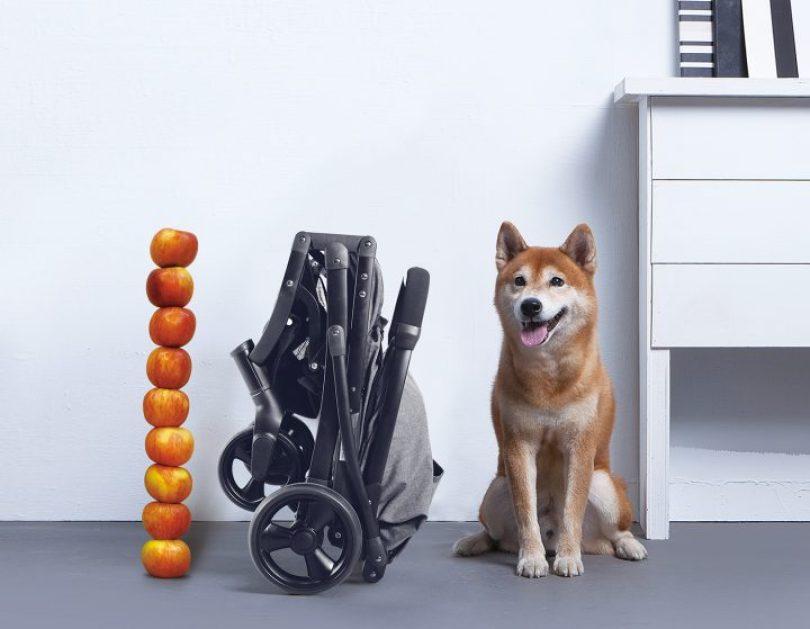 编辑私藏毛孩庆生计划|生日派对这样办!有吃有玩,开心同乐祝寿! 内容图4 女神网-大潮社TV实时追踪属于女人新资讯的综合网站! 编辑私藏毛孩庆生计划|生日派对这样办!有吃有玩,开心同乐祝寿! 乐生活 图4张