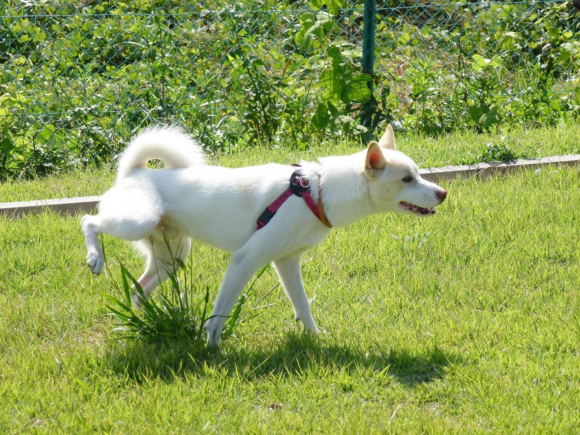 狗狗乱大小便怎么教?跟着宠物训练师这样做,家里不再乱糟糟! 内容图2 女神网-大潮社TV实时追踪属于女人新资讯的综合网站! 狗狗乱大小便怎么教?跟着宠物训练师这样做,家里不再乱糟糟! 乐生活 图2张