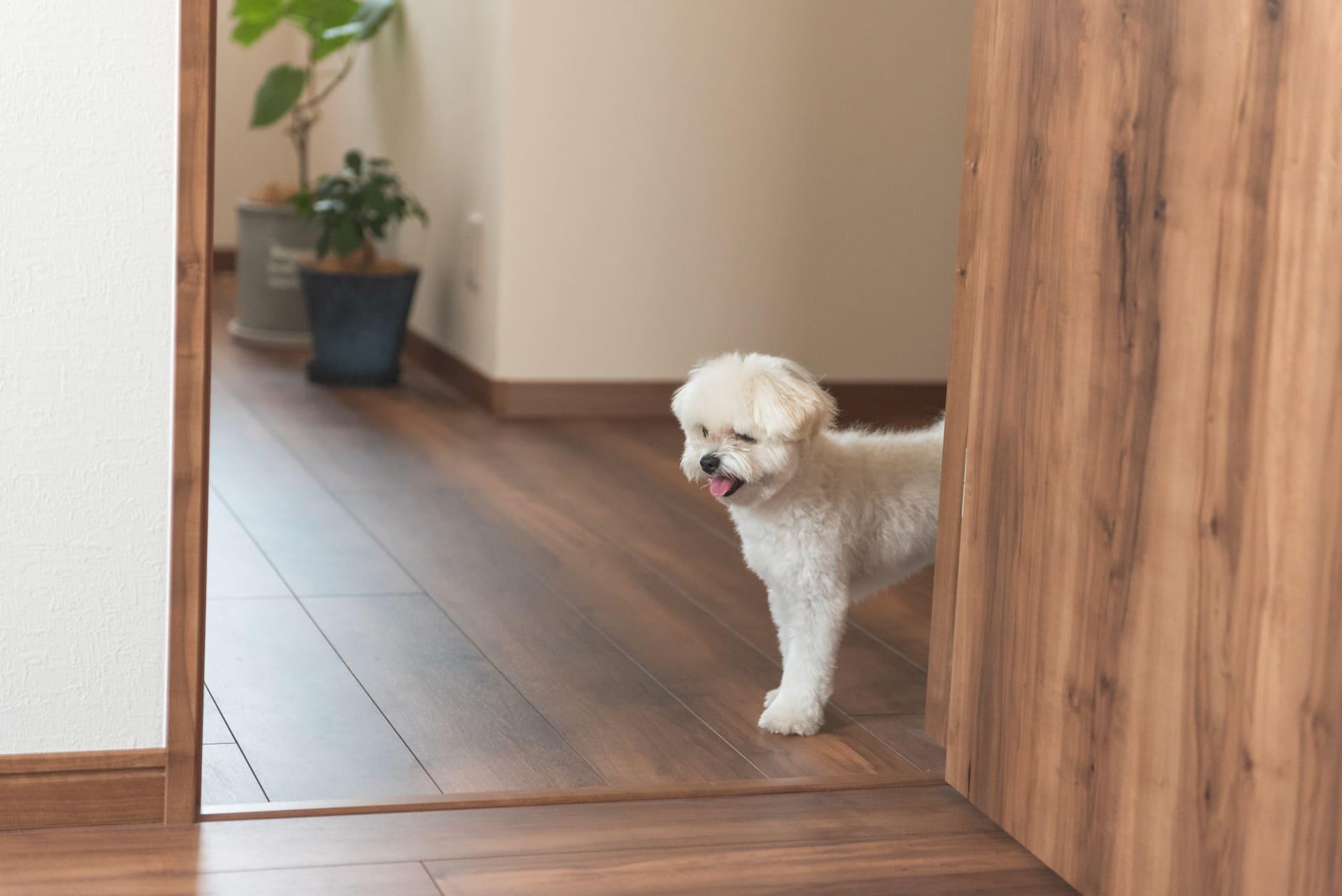 狗狗乱大小便怎么教?跟着宠物训练师这样做,家里不再乱糟糟! 内容图3 女神网-大潮社TV实时追踪属于女人新资讯的综合网站! 狗狗乱大小便怎么教?跟着宠物训练师这样做,家里不再乱糟糟! 乐生活 图3张