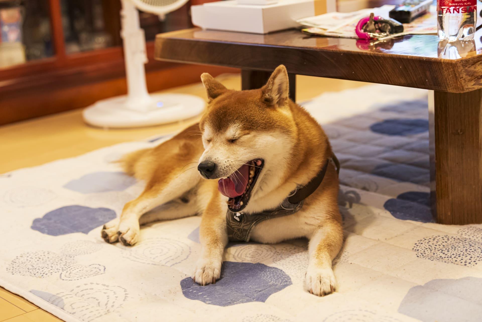 狗狗乱大小便怎么教?跟着宠物训练师这样做,家里不再乱糟糟! 内容图4 女神网-大潮社TV实时追踪属于女人新资讯的综合网站! 狗狗乱大小便怎么教?跟着宠物训练师这样做,家里不再乱糟糟! 乐生活 图4张