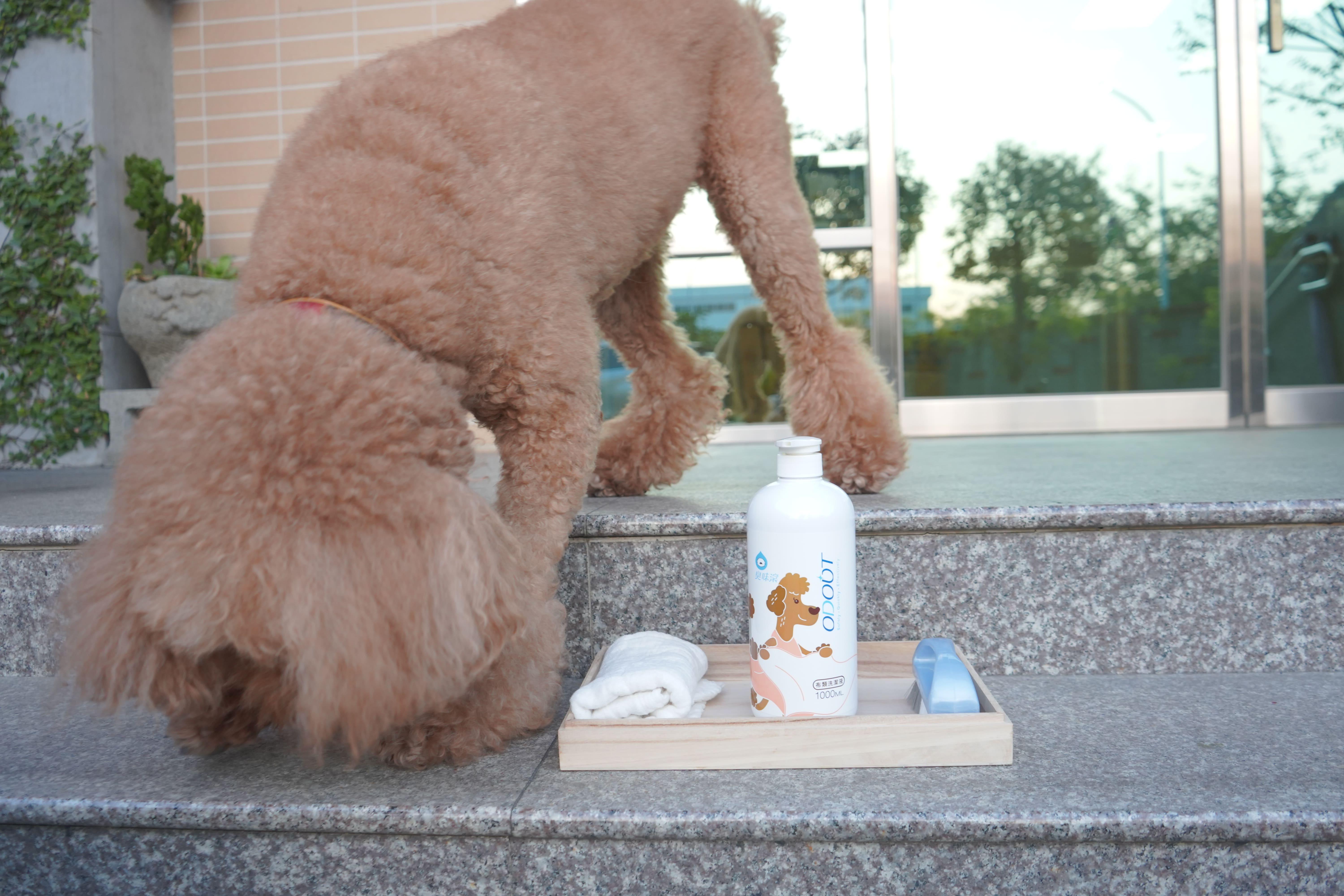 狗狗乱大小便怎么教?跟着宠物训练师这样做,家里不再乱糟糟! 内容图7 女神网-大潮社TV实时追踪属于女人新资讯的综合网站! 狗狗乱大小便怎么教?跟着宠物训练师这样做,家里不再乱糟糟! 乐生活 图7张