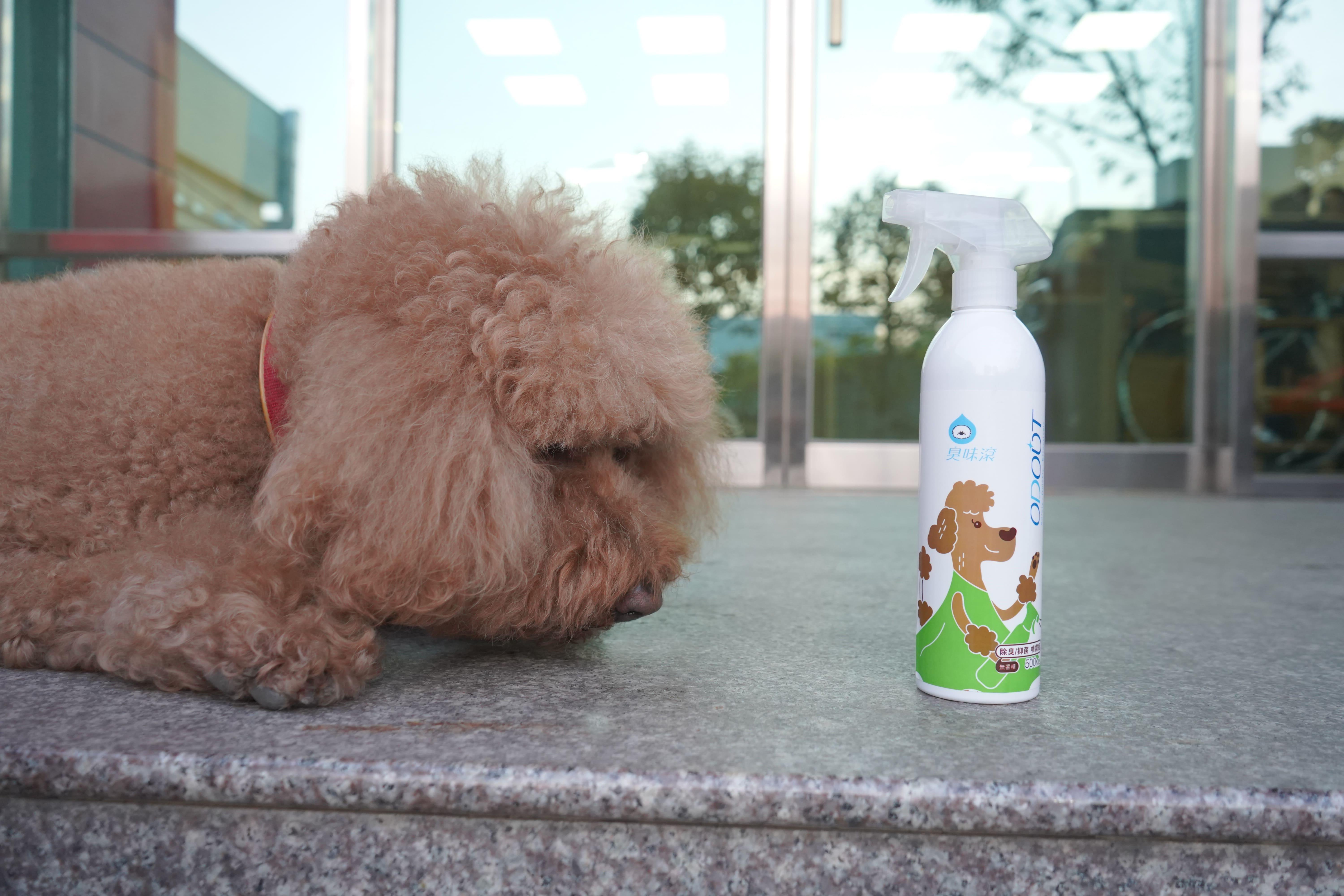 狗狗乱大小便怎么教?跟着宠物训练师这样做,家里不再乱糟糟! 内容图9 女神网-大潮社TV实时追踪属于女人新资讯的综合网站! 狗狗乱大小便怎么教?跟着宠物训练师这样做,家里不再乱糟糟! 乐生活 图9张