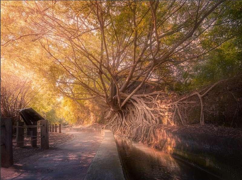 避开拥挤人潮!连假出游台中 10 秘境推荐:梦幻步道还有绝美落羽松 内容图1 女神网-大潮社TV实时追踪属于女人新资讯的综合网站! 避开拥挤人潮!连假出游台中 10 秘境推荐:梦幻步道还有绝美落羽松 乐生活 图1张