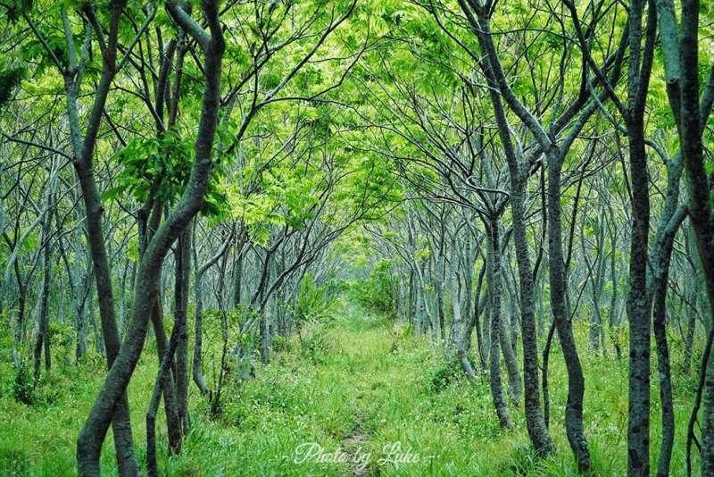 避开拥挤人潮!连假出游台中 10 秘境推荐:梦幻步道还有绝美落羽松 内容图6 女神网-大潮社TV实时追踪属于女人新资讯的综合网站! 避开拥挤人潮!连假出游台中 10 秘境推荐:梦幻步道还有绝美落羽松 乐生活 图6张