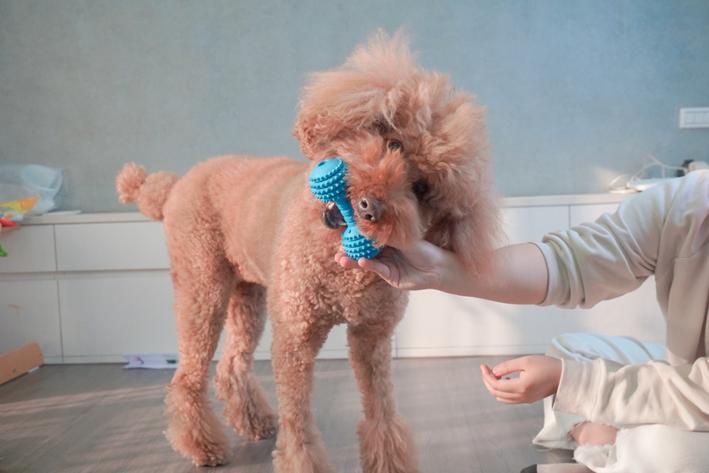 “国际宠物日”|宠毛孩 4 细节要注意 专家提醒:恐成健康隐形杀手 内容图3 女神网-大潮社TV实时追踪属于女人新资讯的综合网站! “国际宠物日”|宠毛孩 4 细节要注意 专家提醒:恐成健康隐形杀手 乐生活 图3张