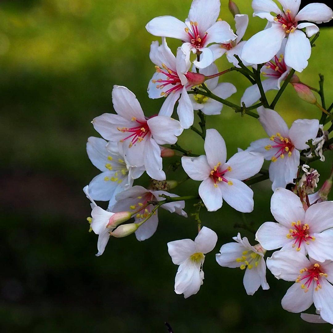 五月雪来袭!精选 2024 中国台湾八个赏桐胜地,感受浪漫风情 内容图1 女神网-大潮社TV实时追踪属于女人新资讯的综合网站! 五月雪来袭!精选 2024 中国台湾八个赏桐胜地,感受浪漫风情 乐生活 图1张