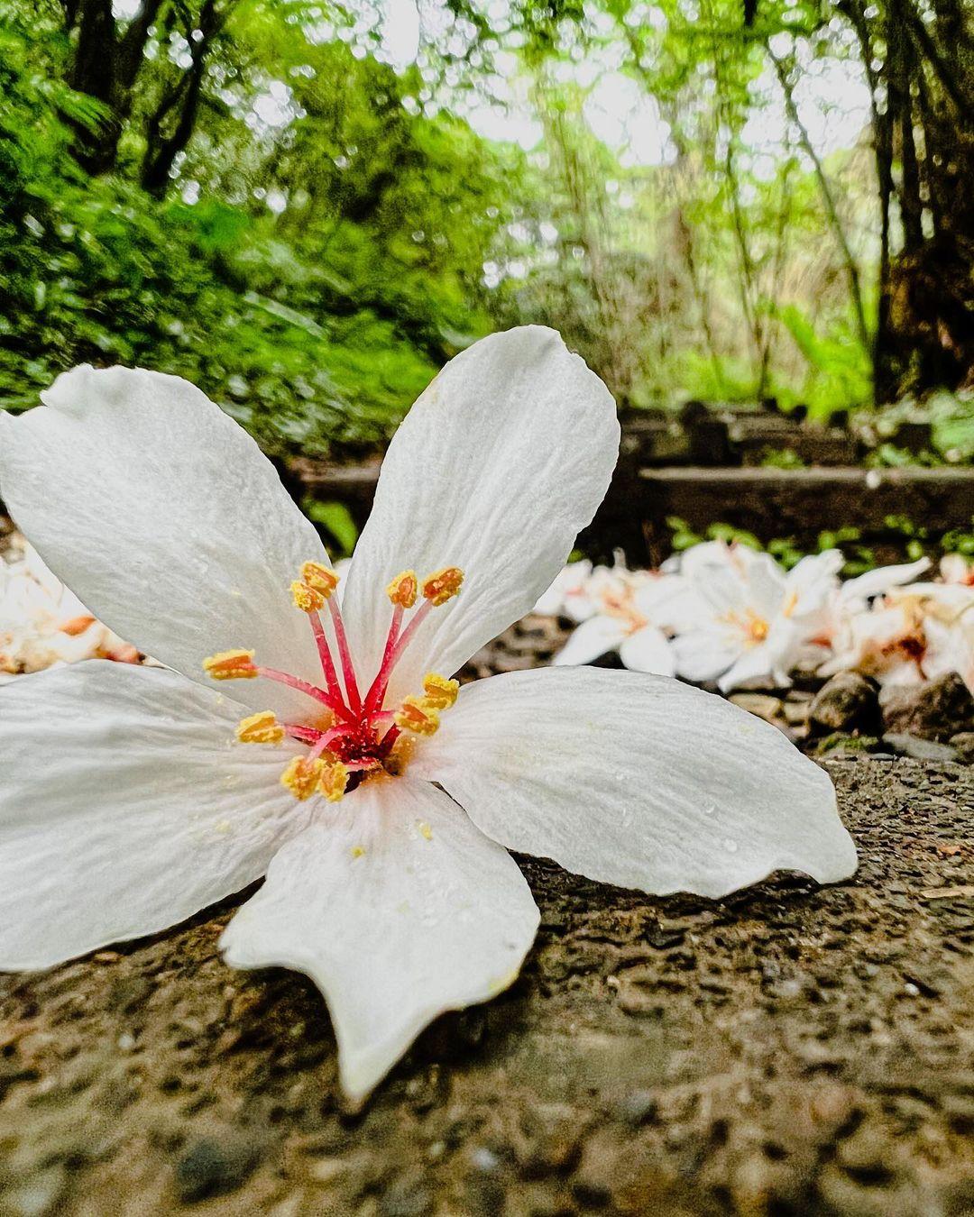 五月雪来袭!精选 2024 中国台湾八个赏桐胜地,感受浪漫风情 内容图3 女神网-大潮社TV实时追踪属于女人新资讯的综合网站! 五月雪来袭!精选 2024 中国台湾八个赏桐胜地,感受浪漫风情 乐生活 图3张