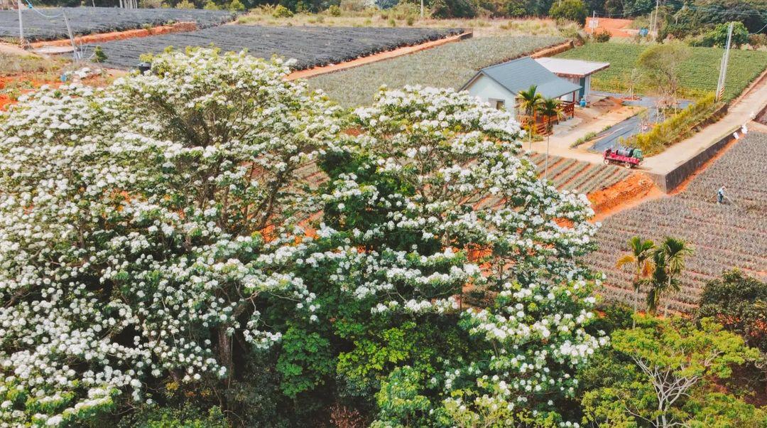 五月雪来袭!精选 2024 中国台湾八个赏桐胜地,感受浪漫风情 内容图4 女神网-大潮社TV实时追踪属于女人新资讯的综合网站! 五月雪来袭!精选 2024 中国台湾八个赏桐胜地,感受浪漫风情 乐生活 图4张