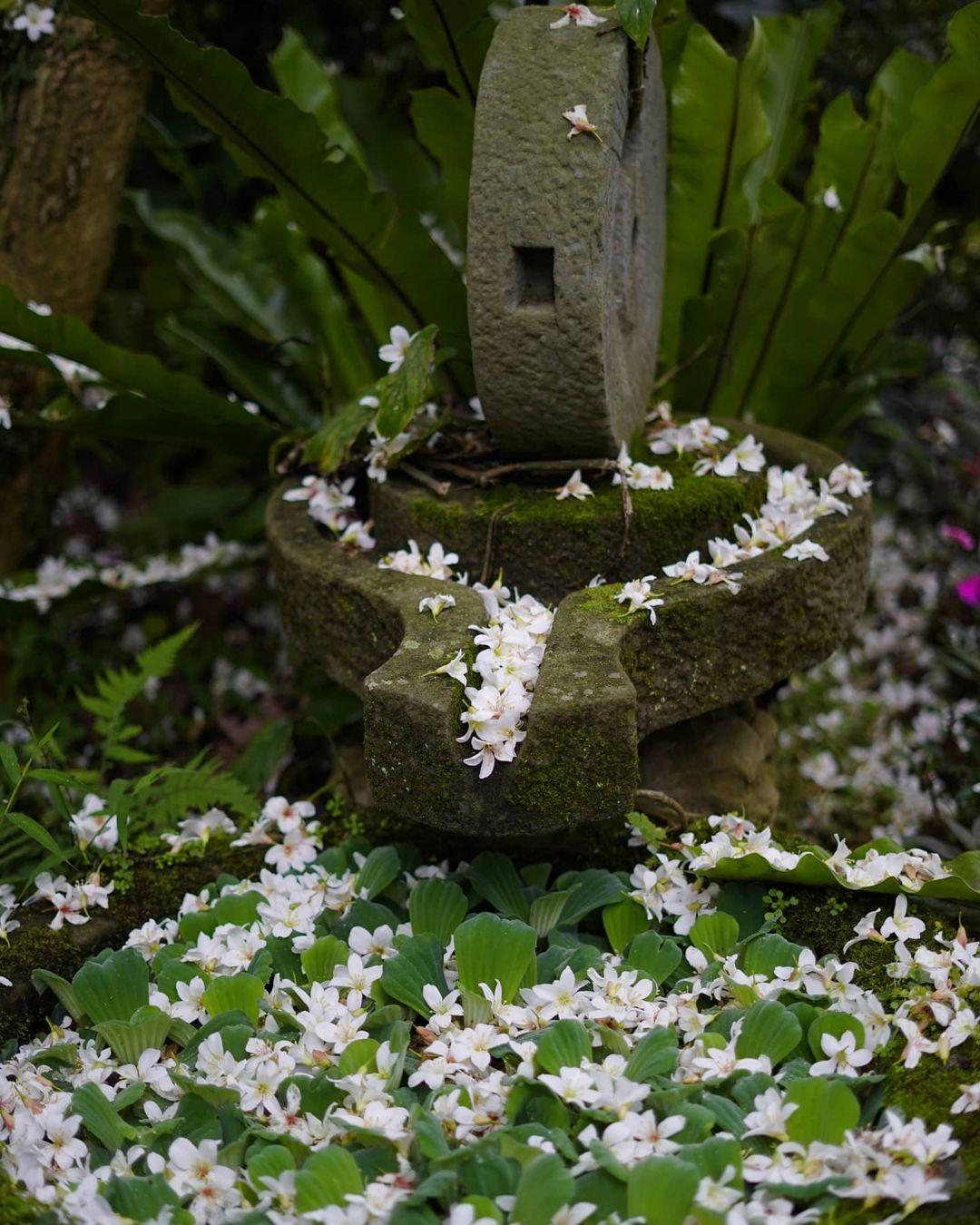 五月雪来袭!精选 2024 中国台湾八个赏桐胜地,感受浪漫风情 内容图5 女神网-大潮社TV实时追踪属于女人新资讯的综合网站! 五月雪来袭!精选 2024 中国台湾八个赏桐胜地,感受浪漫风情 乐生活 图5张