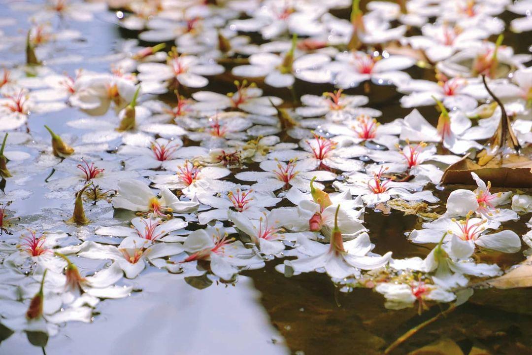 五月雪来袭!精选 2024 中国台湾八个赏桐胜地,感受浪漫风情 内容图7 女神网-大潮社TV实时追踪属于女人新资讯的综合网站! 五月雪来袭!精选 2024 中国台湾八个赏桐胜地,感受浪漫风情 乐生活 图7张