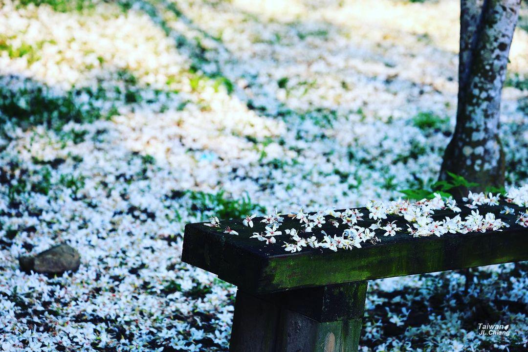 五月雪来袭!精选 2024 中国台湾八个赏桐胜地,感受浪漫风情 内容图6 女神网-大潮社TV实时追踪属于女人新资讯的综合网站! 五月雪来袭!精选 2024 中国台湾八个赏桐胜地,感受浪漫风情 乐生活 图6张