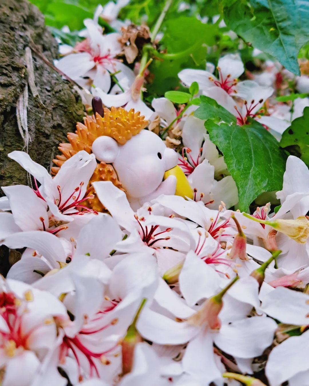 五月雪来袭!精选 2024 中国台湾八个赏桐胜地,感受浪漫风情 内容图8 女神网-大潮社TV实时追踪属于女人新资讯的综合网站! 五月雪来袭!精选 2024 中国台湾八个赏桐胜地,感受浪漫风情 乐生活 图8张