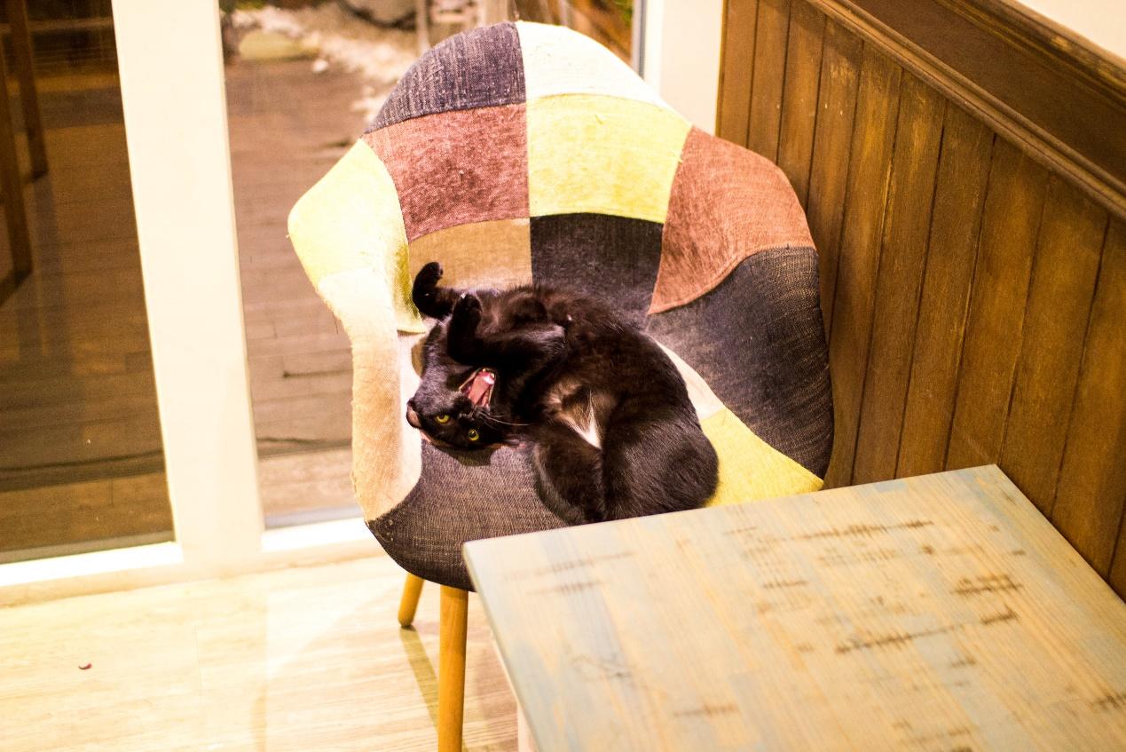 高雄 3 家猫咪咖啡厅推荐|来港都玩,也可以吸猫治愈郁闷的心! 内容图1 女神网-大潮社TV实时追踪属于女人新资讯的综合网站! 高雄 3 家猫咪咖啡厅推荐|来港都玩,也可以吸猫治愈郁闷的心! 乐生活 图1张