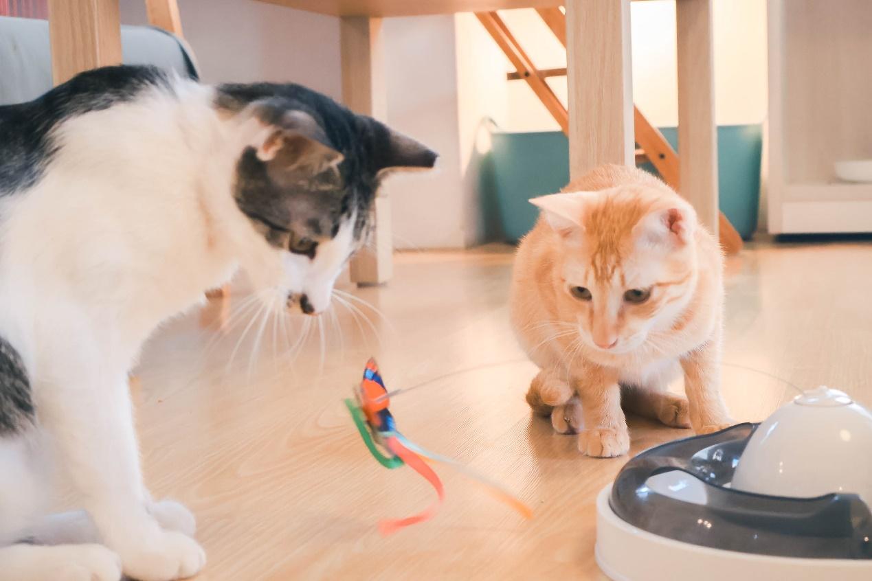 高雄 3 家猫咪咖啡厅推荐|来港都玩,也可以吸猫治愈郁闷的心! 内容图2 女神网-大潮社TV实时追踪属于女人新资讯的综合网站! 高雄 3 家猫咪咖啡厅推荐|来港都玩,也可以吸猫治愈郁闷的心! 乐生活 图2张