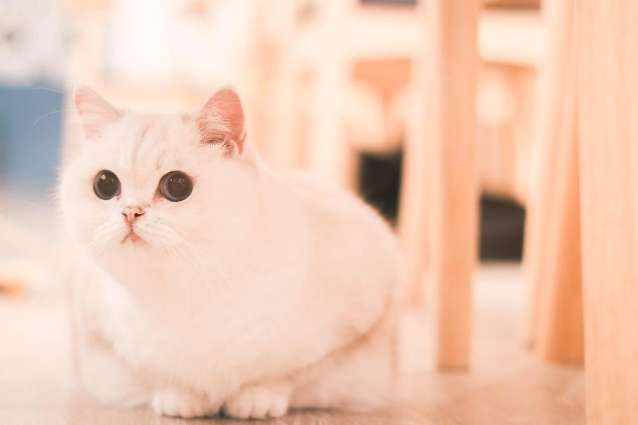 高雄 3 家猫咪咖啡厅推荐|来港都玩,也可以吸猫治愈郁闷的心! 内容图3 女神网-大潮社TV实时追踪属于女人新资讯的综合网站! 高雄 3 家猫咪咖啡厅推荐|来港都玩,也可以吸猫治愈郁闷的心! 乐生活 图3张