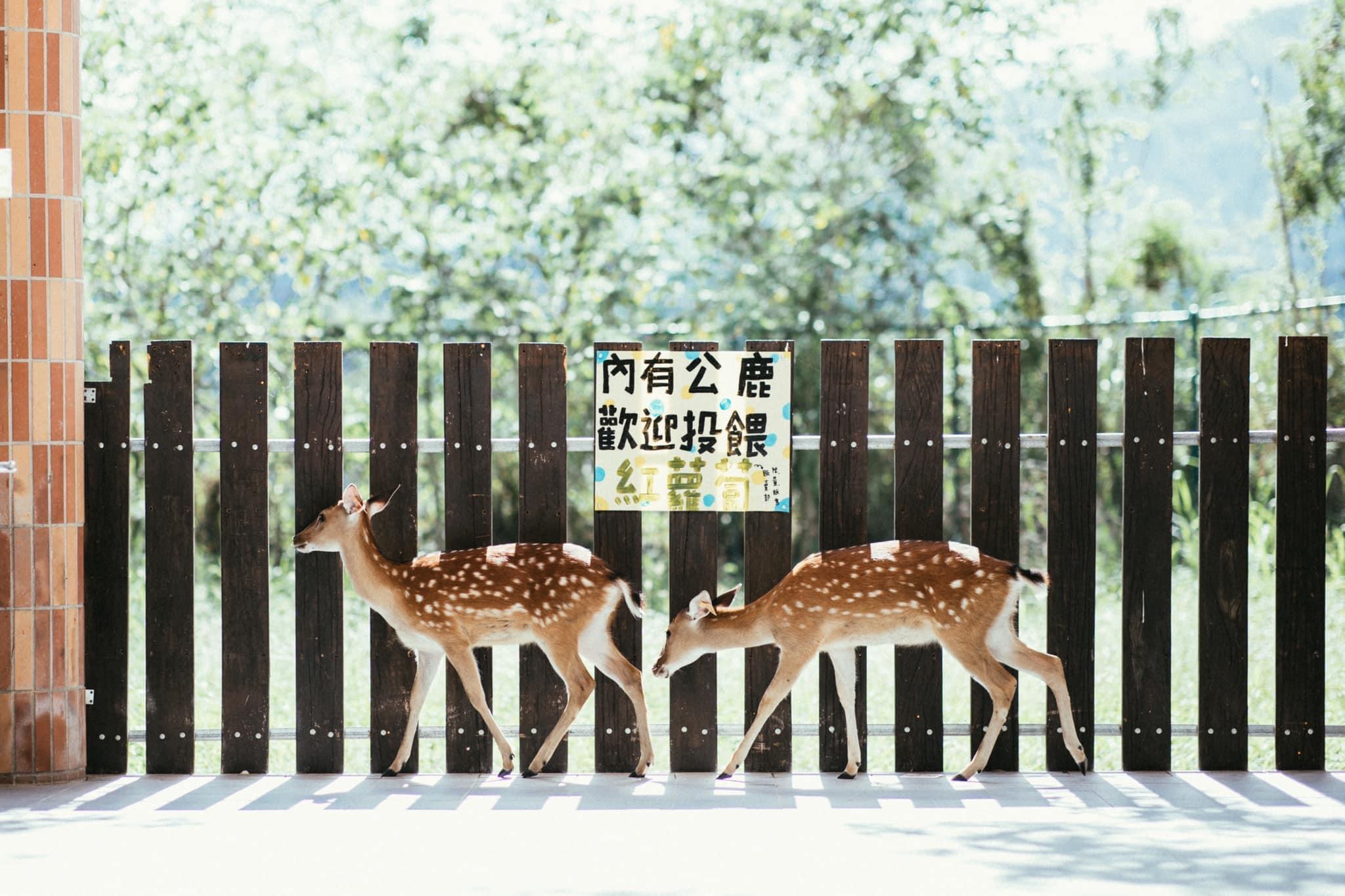 热气球胜地这样玩!台东鹿野:在地茶行、咖啡厅推荐,还有小奈良秘境 内容图1 女神网-大潮社TV实时追踪属于女人新资讯的综合网站! 热气球胜地这样玩!台东鹿野:在地茶行、咖啡厅推荐,还有小奈良秘境 乐生活 图1张