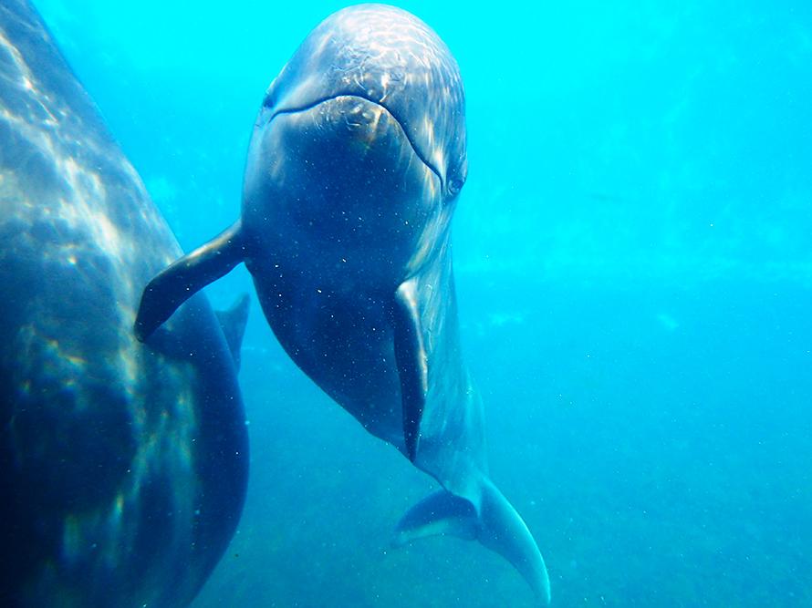 海豚是最疗愈的陪产员:在夏威夷的温柔生产,与海豚共泳领悟的“海豚之道” 内容图4 女神网-大潮社TV实时追踪属于女人新资讯的综合网站! 海豚是最疗愈的陪产员:在夏威夷的温柔生产,与海豚共泳领悟的“海豚之道” 愈心灵 图4张