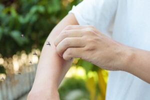 O型血是蚊子最爱?酸性体质易被叮咬?专家破解4迷思,教“灭蚊”和正确“防蚊术”