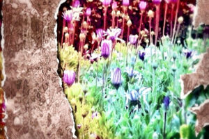 善终,是最美的祝福……