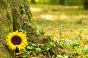 简单安葬,才能安心说再见!3种爱地球的“绿色殡葬”归于土地,永续循环更安心