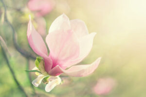 死亡教我如何活:感受智慧的年轮,打造独特生命价值,并留下自己的痕迹