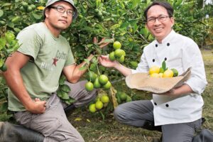 在欉黄的梅尔柠檬