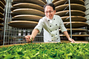 齐心合力的百年茶园