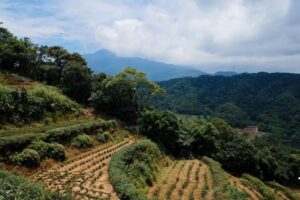 石门茶山步道》 漫步茶园，铁观音闻香好去处
