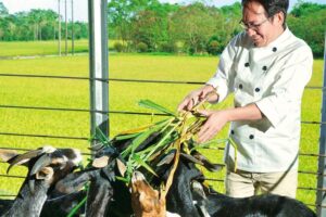 越挫越勇的有机畜牧