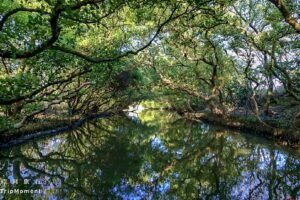 台南四草绿色隧道》不出国，也能搭船畅游“亚马逊森林”