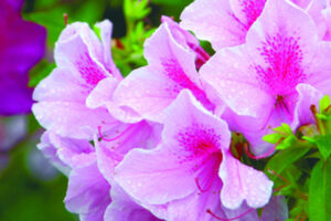 春天‧幸福‧有爱 — 2018台北杜鹃花季