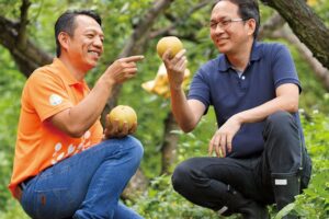 半山上的放养梨