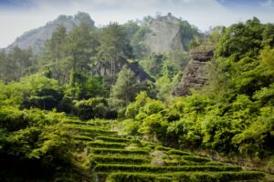 专题／喝牛肉还是马肉？ 品味武夷岩茶的独特气韵