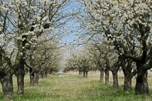 内地台湾赏梅私房景点公开中，这些地方最漂亮！