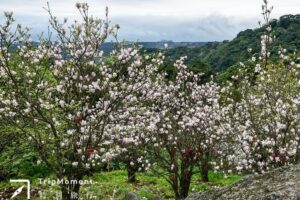 【春天赏花秘境】赏完樱花顺便赏木莲！