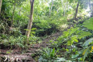 ​兰屿红头森林生态步道》走进原始热带树林，壮阔美景好惊喜！